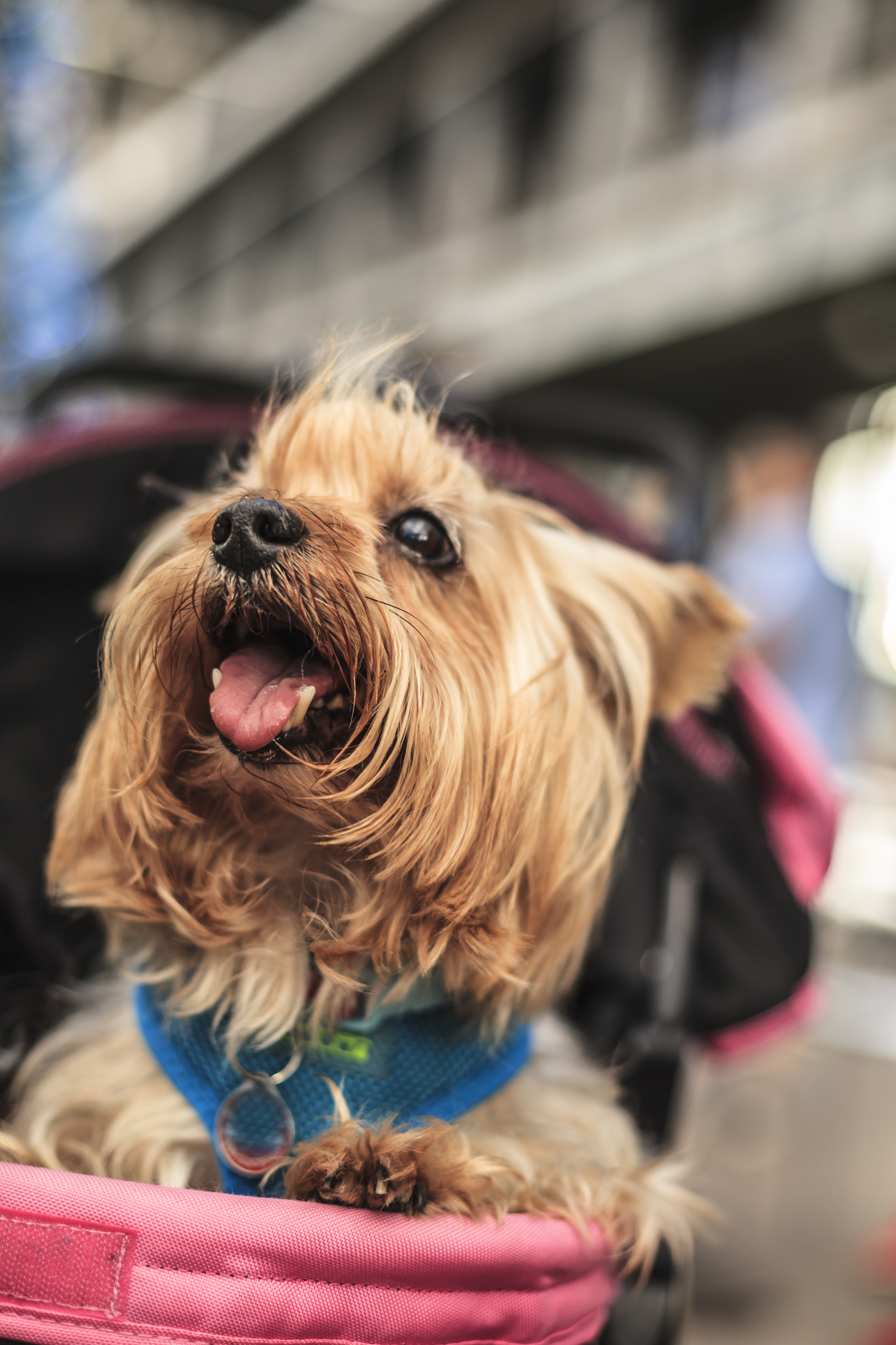 Как перевезти питомца в Великобританию — как перевезти кошку или собаку в UK, документы и требования