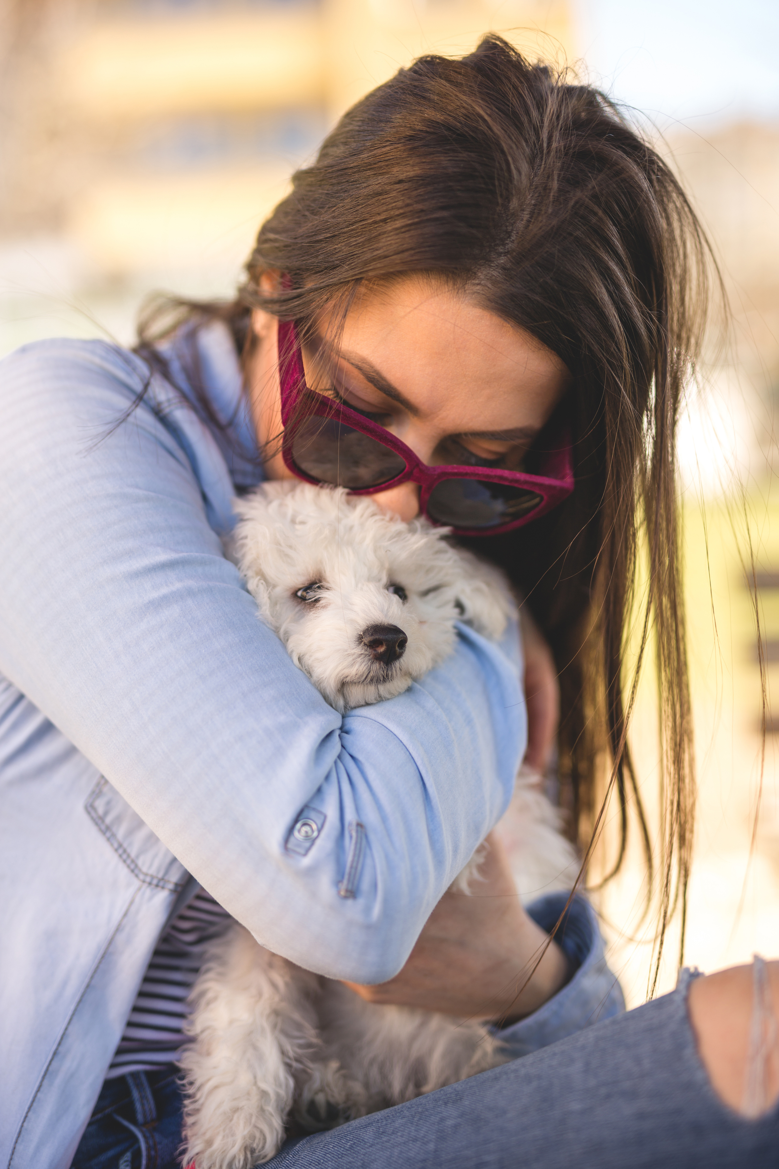 Bir evcil hayvan Birleşik Krallık'a nasıl taşınır kedi veya köpek İngiltere'ye nasıl götürülür, belgeler ve kurallar