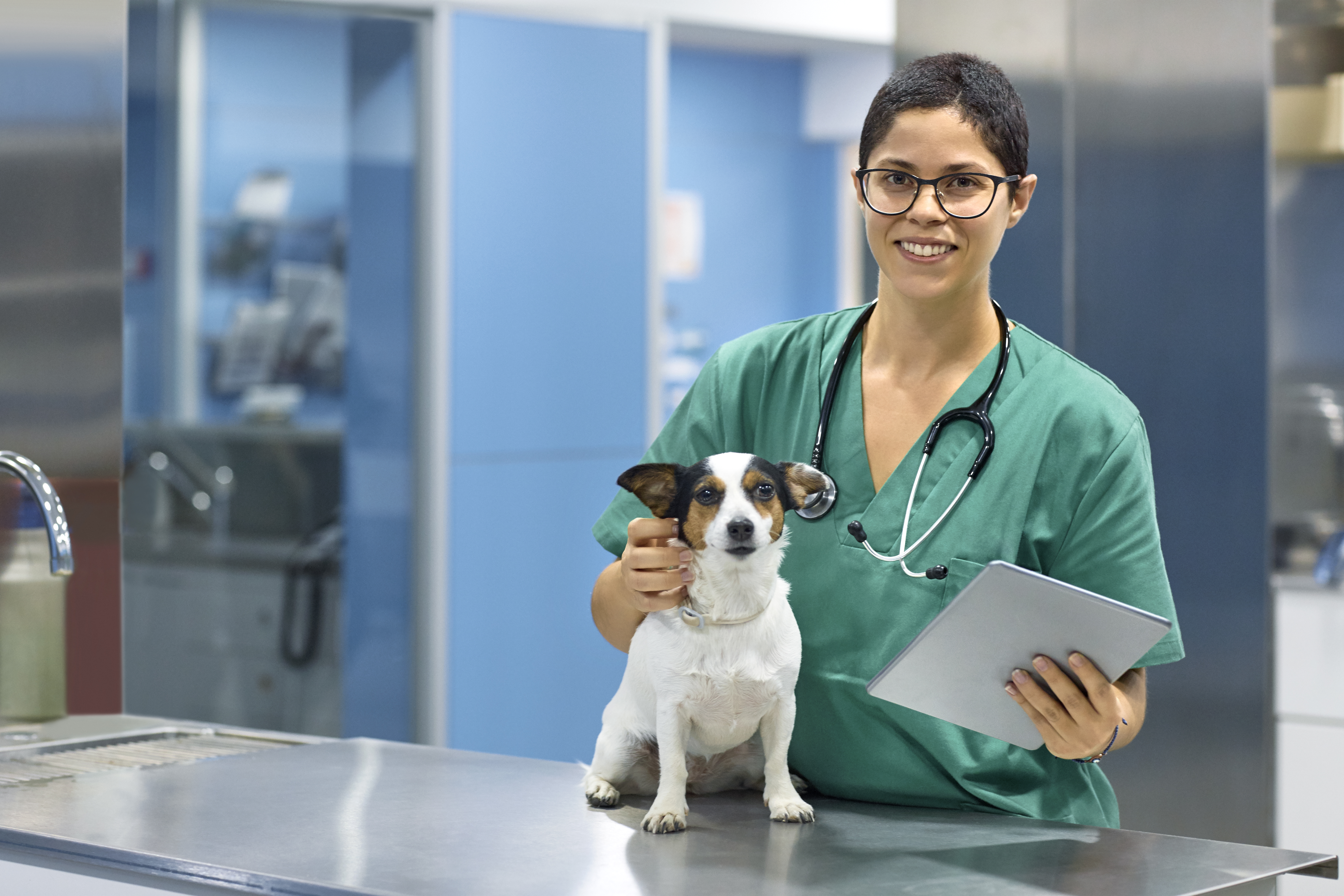 Ветеринарное свидетельство формы №1: почему в справке F1 должен быть указан владелец питомца