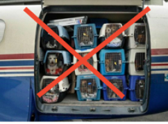 Animal Transport Box