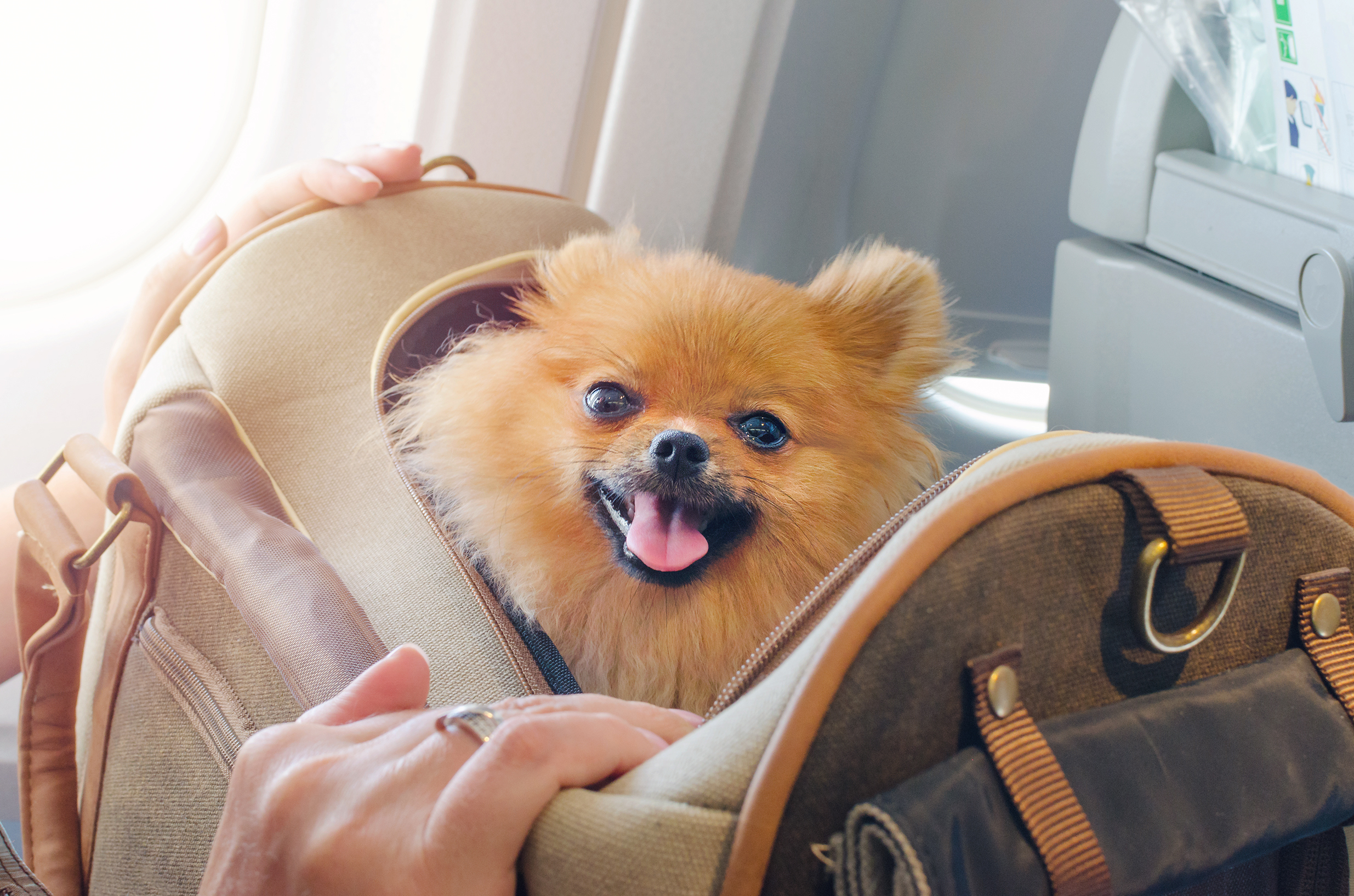 Pet courier holding a calm cat during international travel with Lisko Travel Tour β safe and comfortable transport for cats and dogs