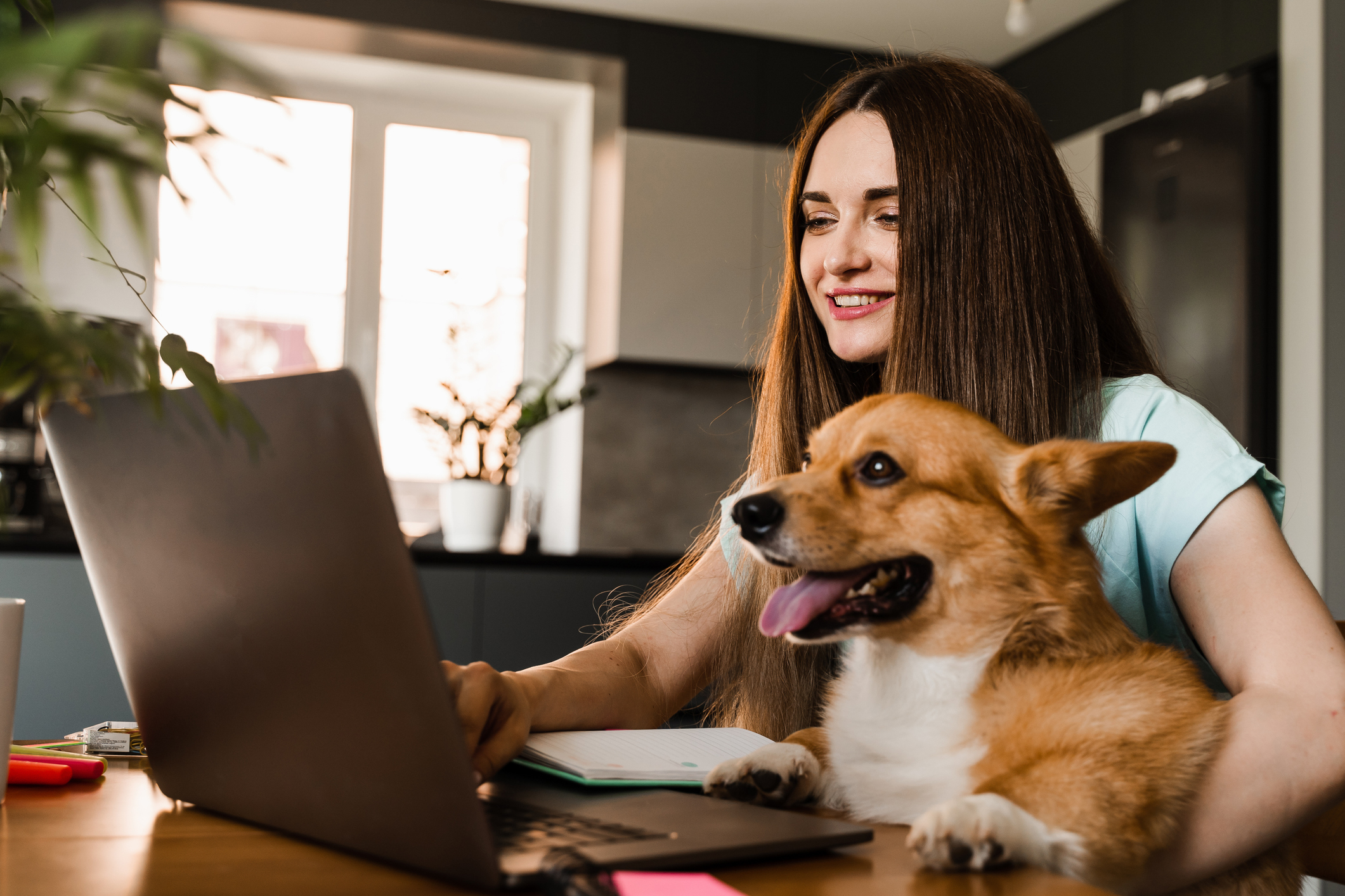 VVeterinary travel certificate being checked before international flight β document verification for pet travel by Lisko Travel Tour